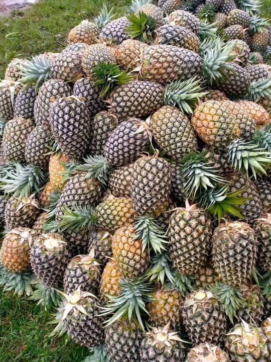 14965855_1643731730404_jpegff54d2d22b2919681f514b31a5b08bff