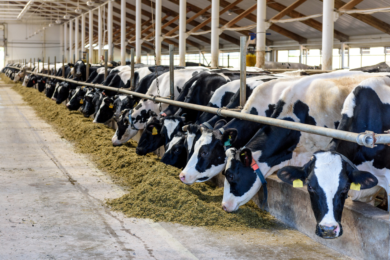 Milking cows eating forage and hay in modern farm cowshed on dairy farm.