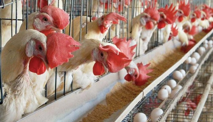 livestock-farming-1170x658