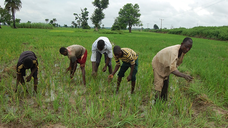 ng-fadama-takes-nigerian-farmers-to-higher-level-735x490